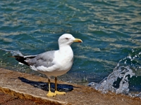 P8132127 ji : ITA, Italien, Veneto