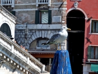 P8132149 ji : ITA, Italien, Veneto