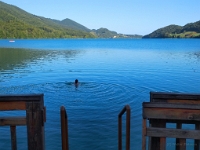P8059999 b : AUT, Österreich, Salzburg, Fuschl am See