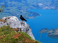 P8060588 b : AUT, Oberösterreich, Österreich