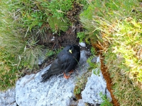 P8060643 b : AUT, Oberösterreich, Österreich