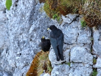 P8060662 b : AUT, Oberösterreich, Österreich