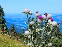 P8050161 b : AUT, Österreich, Salzburg, Sankt Gilgen, Zwölferhorn